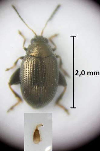 Chaetocnema tibialis